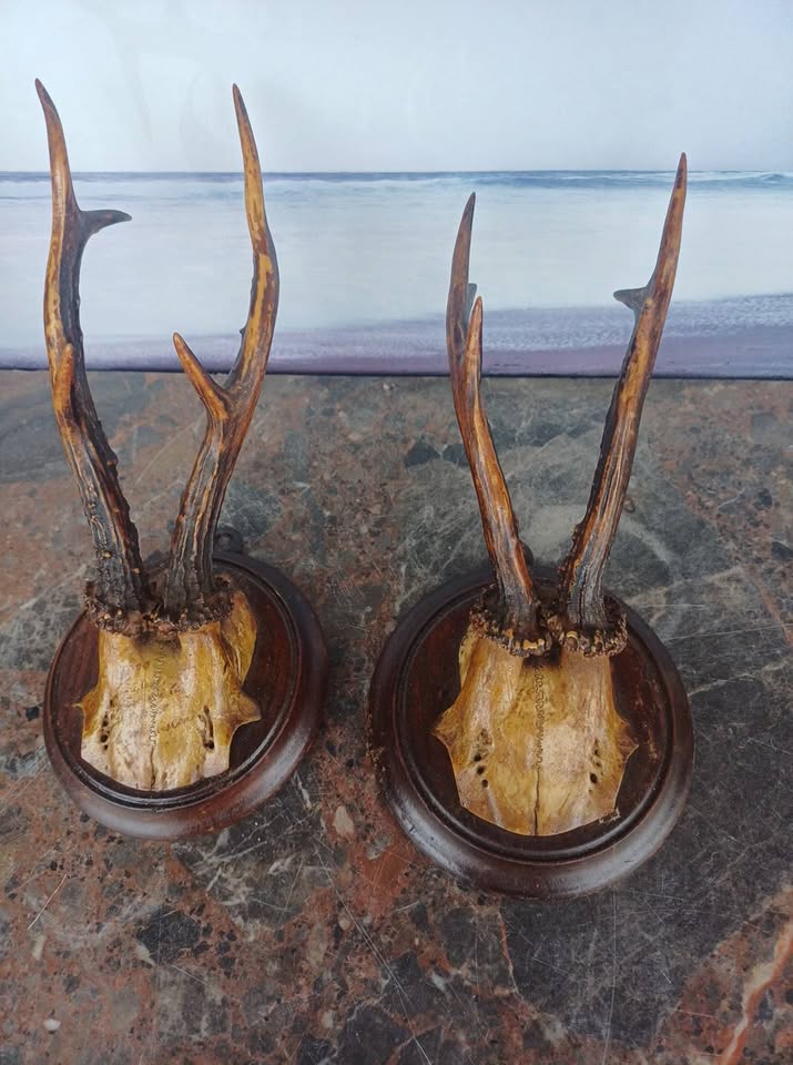 Ancien trophée de chasse chevreuil