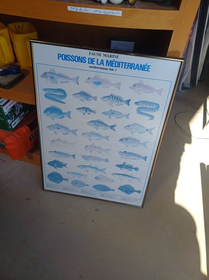 Affiche Vintage "Poissons de la Méditerranée" - Sous cadre